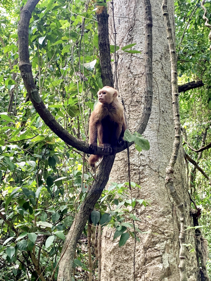 Monkey in Tayrona Natural Park, Colombia