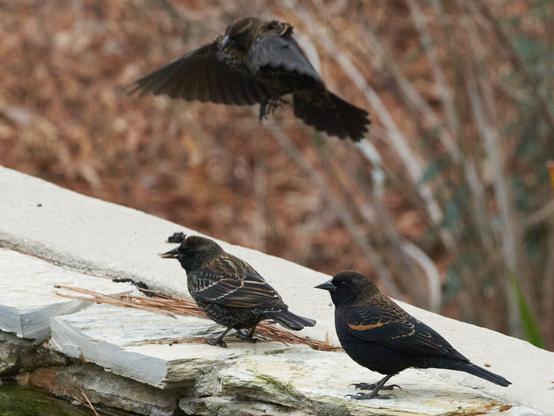 Two birds standing on a rock ledge with a third bird flying in to land above them. The birds are black and dark brown, with a tapestry of brown, orange, and cream edges to their feathers.