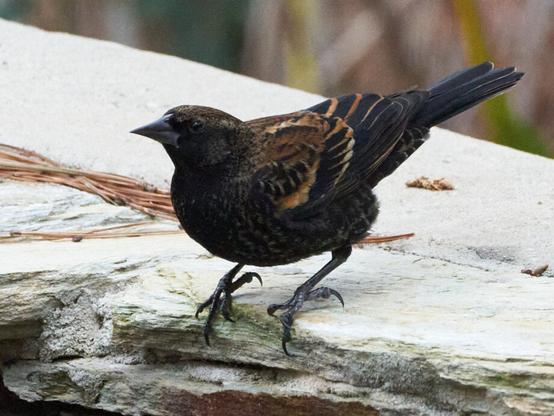 A bird standing on a rock ledge. She has a short, black, conical beak and an alert look.