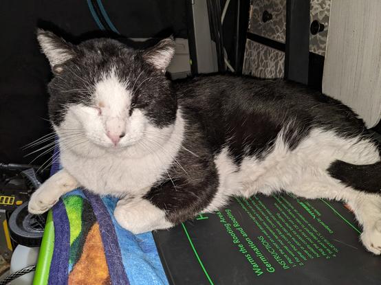 Tuxie is still loving life, he's on his seedling heating mat just "chilling". He's loving life so far and doesn't seem to want outside at all.