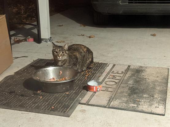 This is a new cat, a cute little female. She's clearly underweight and is probably between one and three years old, he frame is undersized yet. She has visited before but always skittered away just looking at her. Tonight I gave her some wet food, warm water and some warm pets to help her out. That's about all I got left to give at the moment but sometimes a warm hug or pet is a welcome gift.