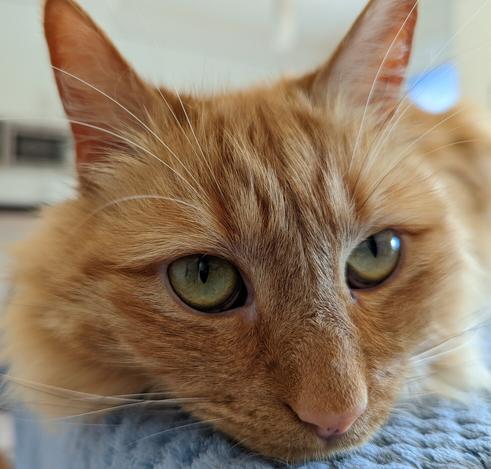 Close up image of the face of a ginger floofy cat looking pensive or tired, as he looks passed the camera. He has green eyes and is resting his chin on his blue blanket, because he knows blue looks good on him.