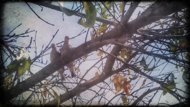 Pareja de tórtolas sentadas en la rama de un durazno en otoño.