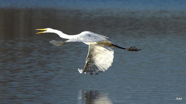 Picture of a great white egret or Ardea alba beak open in flight above the water with reflections of the water seen on the underside of the right wing which is curled just above the water.