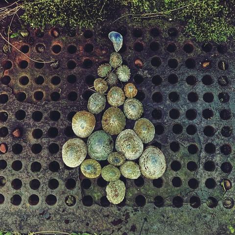A photo of a Yule tree made of limpet shells over an old rusted iron grate