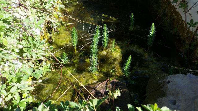 Tannenwedel im Wasser des Badewannenteichs, nach einigen Wochen hat sich der Teich stabilisiert und geklärt