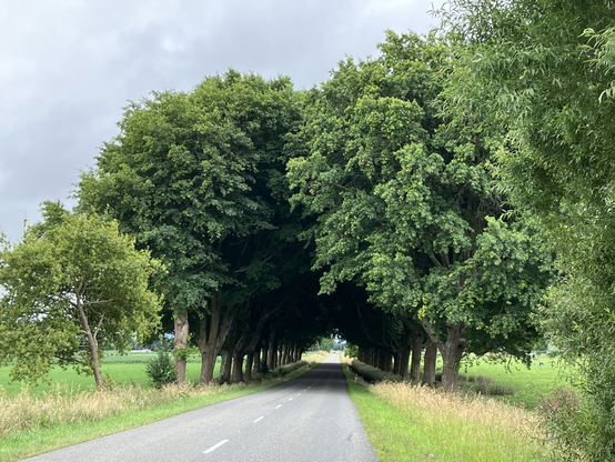 Two rows of trees planted on both sides of a road, their crowns touching to the point where they make a tunnel