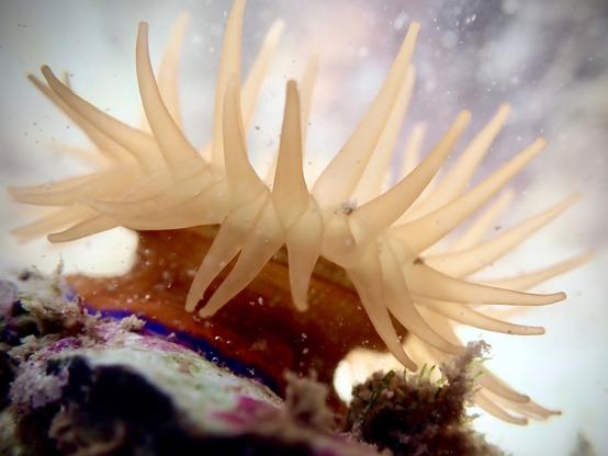 Underwater - A short, red anemone stretches out its opaque orange tentacles. The base of the anemone, that attaches to the rock, is electric blue.
