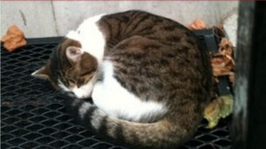 Larry the Cat curled up sleeping outside the back door of number 10

Excited.....they say 3 sleeps to Christmas. Then I remembered this is a human thing. I intend on squeezing in at least a dozen more satisfying somnolent sessions before then. 💤