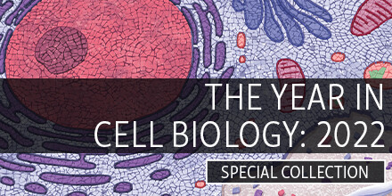 The main image for the Year in Cell Biology 2022 collection contains original artwork by Joana C. Carvalho.