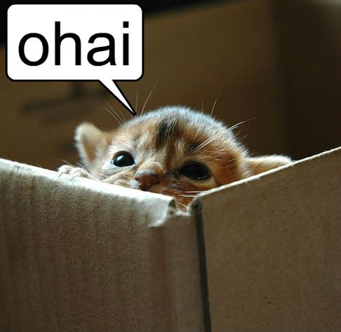 smol cat in box