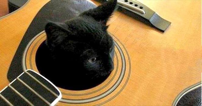 Black cat poking head out of unstrung acoustic guitar’s sound hole.
