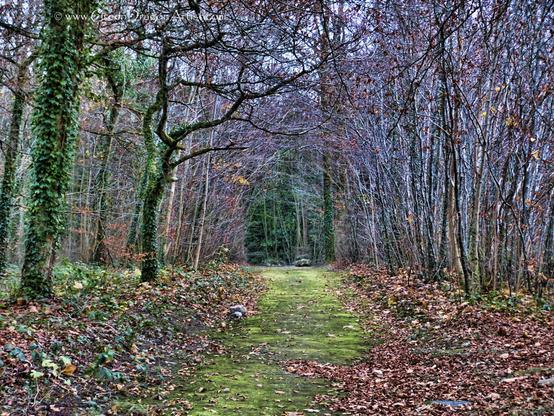 A path through trees, some bare from Autumn, dried leaves on the ground on either side