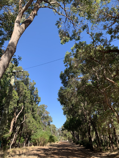Dirt road with trees