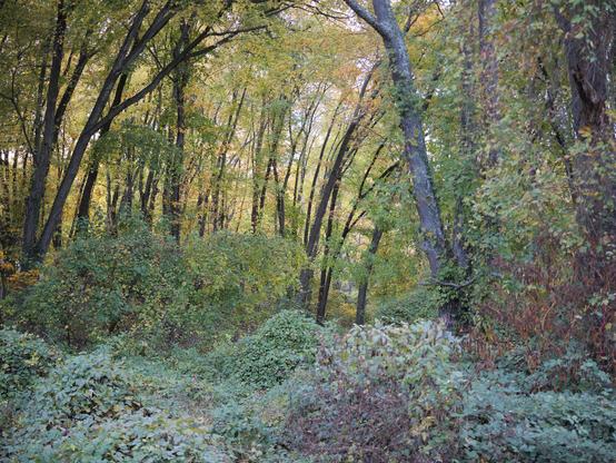 A forest scene, green with many tree trunks leaning towards the center of the picture.
The floor is covered with porcelain berry, virginia creeper, and grape vines.