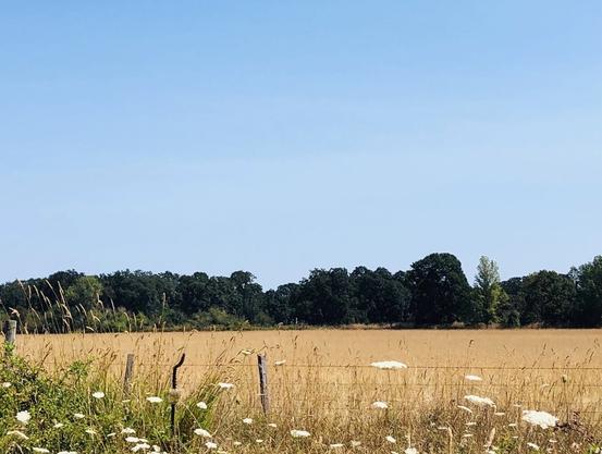 Photograph of a golden field with white flowers in the foreground and some trees in the distance.