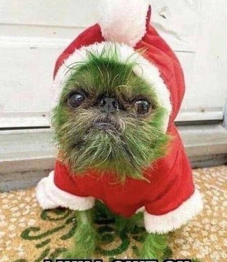 Green dog with santa clothing