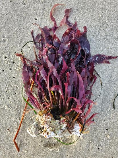 A splayed out cluster of very vivid purple-red algae; attached at the base to a broken bunch of barnacles.