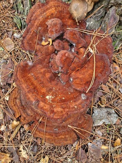 The many rust-colored layers of a Dyer's Polypore at the base of a Monterey Pine.