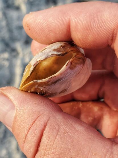 Me holding a side view of a Pacific Gaper clam.