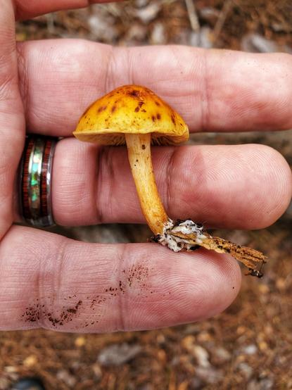 An adorable, tiny Gymnopilus mushroom. Bright orange with rusty-colored spots on the cap.