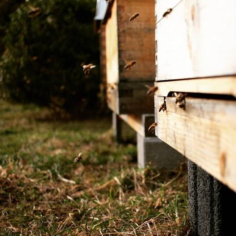 Bienen fliegen vor einer Beute. Das Sonnenlicht lässt vermuten, dass es Frühling wird. Die Wiese, in der die Beuten stehen ist ohne Schnee und beginnt gerade ganz leicht zu wachsen.