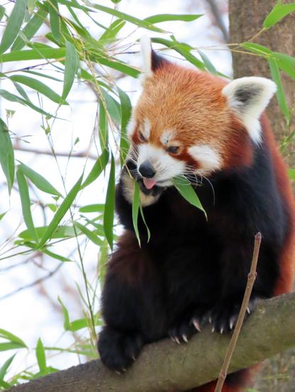 Ein Roter Panda sitzt auf einem Ast und kaut ein Bambusblatt. Aus seiner Schnauze ragt die Zungenspitze.