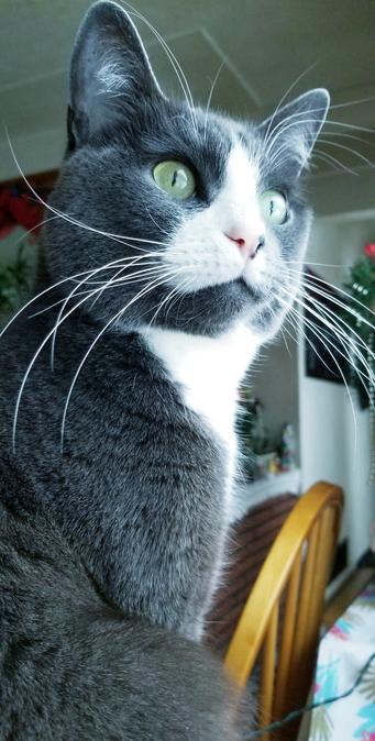 My gray tuxedo cat, intensely focused on looking out window.