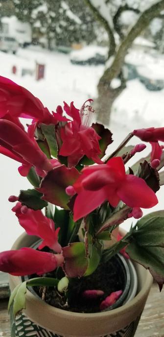 My potted Christmas cactus in full bloom. On front windowsill.  Background is outdoor snow scene of our front yard & road.