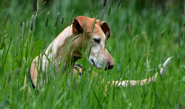 Picture of a light brown beautiful dog with pretty big, floppy ears standing head-on looking down, sideways and intently at something out of shot, tail hoizontally visible in the back pointing in the same direction as she's looking.
She's seen standing in high grass with some shoots going in front of her face/body, some reaching almost all the way to the top.