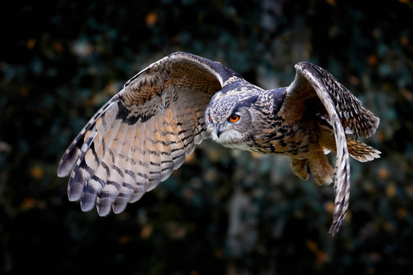 Eurasian Eagle Owl in Flight