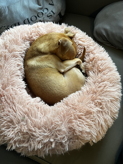 Dog curled up on dog bed.