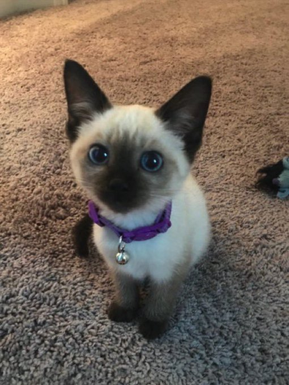 a cute baby siamese cat, sitting up on a carpet floor, looking at you