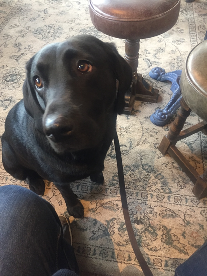 My black Labrador Lyla, looking up at me