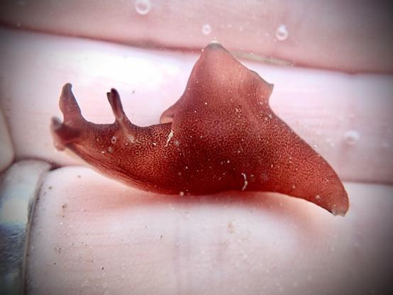 Underwater - a red, slug-looking animal about 2cm long, sits on a hand. It has ‘horns’ on the very front of its face and ‘horns’ behind its eyes. On its back is a raised and slightly pointed flap, before its tail end tapers into a point.