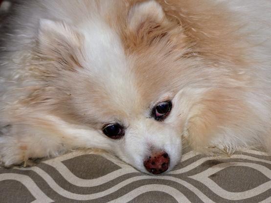 Sleepy Pomeranian