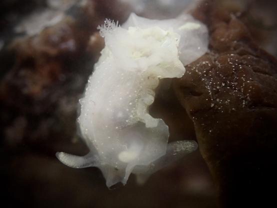 Underwater- a white and frilly sea slug hangs upside down from a brown seaweed