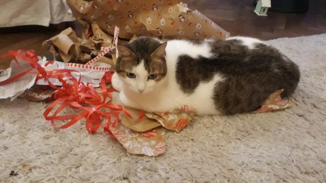 Cat on hoard of giftwrap paper and ribbons
