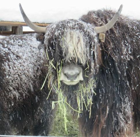 Dark brown yak with gray muzzle, upward curving horns, and white bangs covered in snow and ice. Long pieces of hay hang from her chin.
