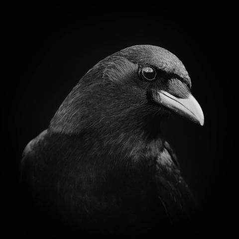 Portrait of an American crow
