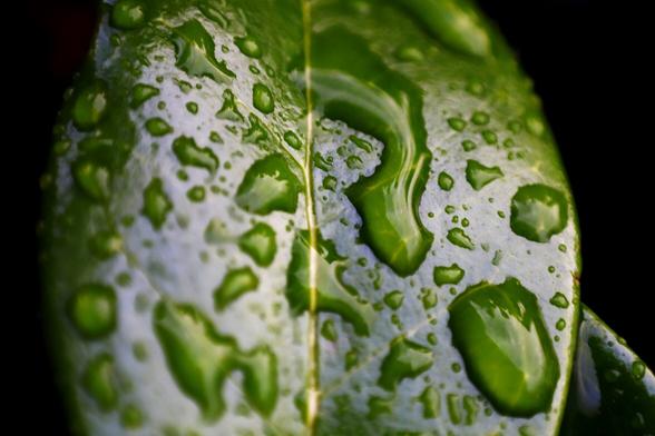Rain Drops on Leaf
Nikkor 50mm enlarger lens reversed with 12mm extension tube