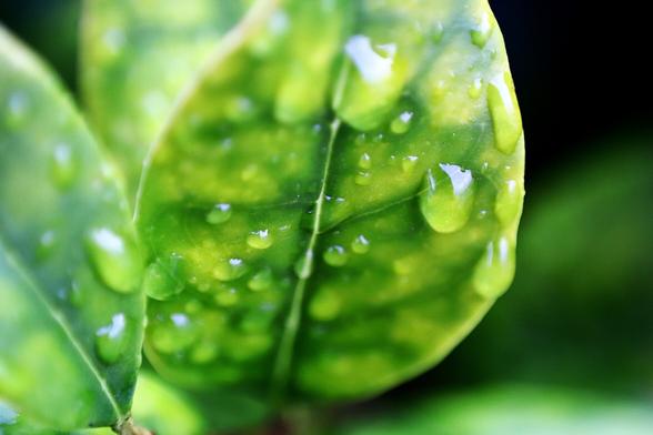 Rain Drops on Leaf
Nikkor 50mm enlarger lens reversed with 12mm extension tube