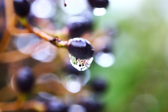 Water Drops on Berries
Nikkor 50mm enlarger lens reversed with 12mm extension tube