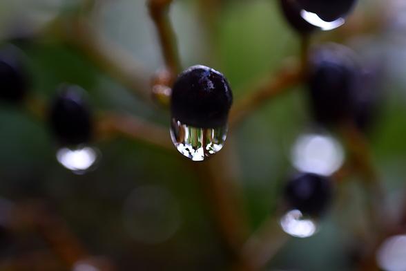 Water Drops on Berries
Nikkor 50mm enlarger lens reversed with 12mm extension tube