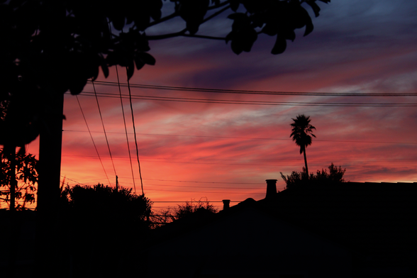 Sunset over houses with a palm tree and wires