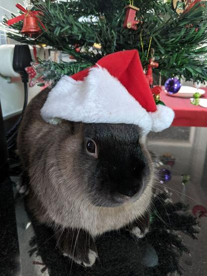 Rabbit wearing a red Father Christmas hat with Christmas tree behind him
