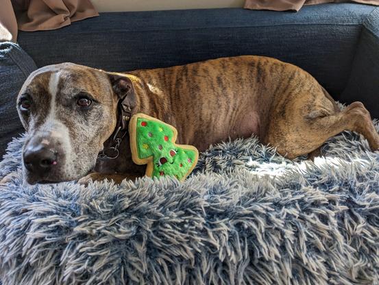 A brindle dog with a white blaze snuggled with a stuffed Christmas tree in a fluffy gray dog bed,