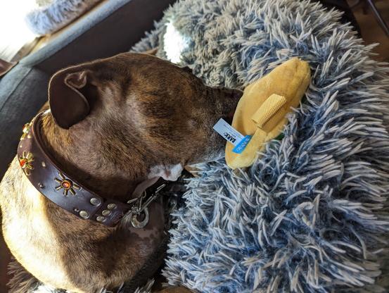 A brindle dog nibbling on a soft squeaky toy