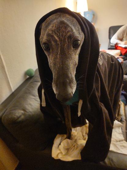 Sloughi Sarai standing upfront the sofa, looking at you with big, tired dark eyes, the pullovers hood hiding her ears.