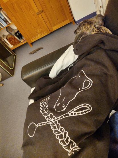 Sloughi Sarai laying on the sofa, covered mostly by the pullover.